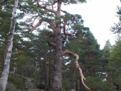 Ruta por el valle de Fuenfría, Siete Picos; club escalada madrid; senderismo peñalara